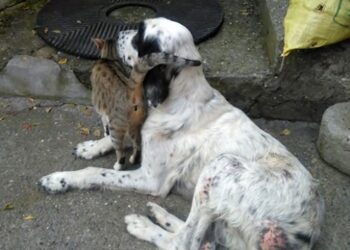 Sakarya’da annesiz kediye sahip çıkan köpek