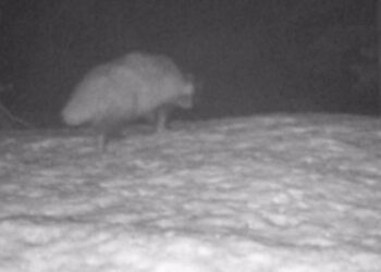 Türkiye’de ilk defa rakun köpeği görüldü