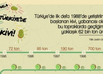Türkiye’de 2018’de yaklaşık 62 bin ton kivi üretildi