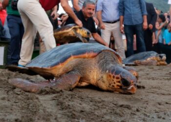 Tedavi edilen caretta carettalar denizle buluştu