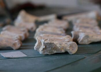 Aigai Antik Kenti’nde bulunan hayvan kemikleri tarihe ışık tutacak