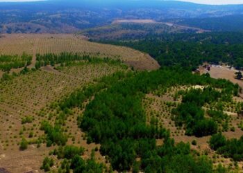 Kütahya’daki eski maden sahaları yeşile büründü