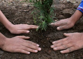 İzmir’de yanan orman için 2 günde 30 bin fidan bağışlandı