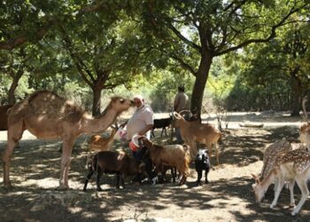 Kayalık araziyi ormana dönüştürdü
