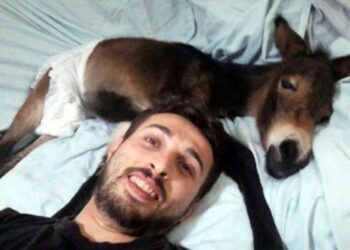 Sokakta bulduğu sıpayı evinde besliyor