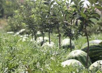 Atıl durumdaki araziden 600 ton karpuz