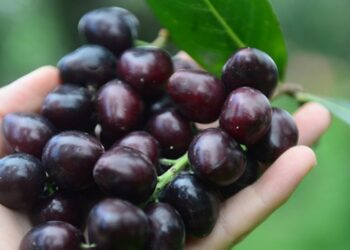 Karayemişin 89 genotipi muhafaza altında