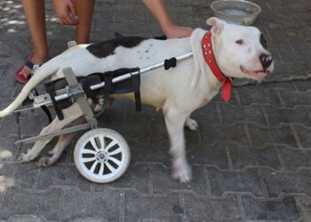 Felç olan sokak köpeği yürüteçle hayata tutundu