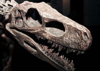 Yeni bir dinozor türü keşfedildi