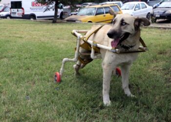 Plastik borularla yapılan yürüteç ayakları oldu