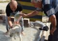 Sıcaktan bunalan sokak köpekleri onun ellerinde serinliyor