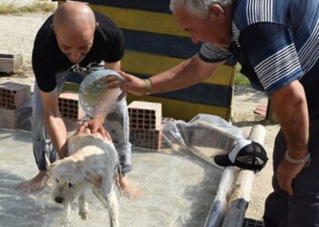Sıcaktan bunalan sokak köpekleri onun ellerinde serinliyor