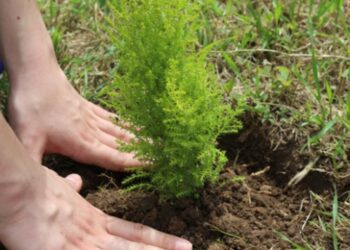 3 milyon fidanla dünya rekoru kırılacak