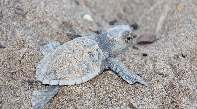 2 milyon caretta caretta yumurtası koruma altında