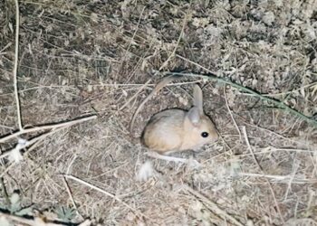 Bitlis’te görülen kanguru faresi şaşkınlık yarattı