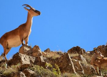 Gümüşhane’de yaban keçisi artıyor