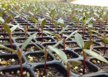 Etiyopya’da 12 saatte yaklaşık 350 milyon fidan dikildi