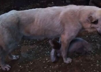 Oğlaklara annelik yapan Gümüş köpek