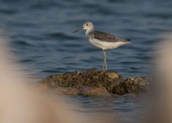Yüzlerce kuş türüne ev sahipliği yapan Gediz Deltası