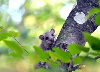 Ağaç yediuyurunun rahatsız olmaması için eve girmiyor
