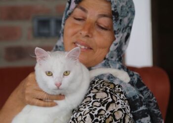 Felçli kediyi Hülya öğretmen hayata bağladı
