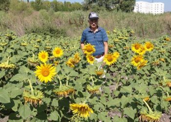 Üniversite yerleşkesinde ayçiçeği hasadı yapıldı
