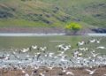 Su tutmaya başlayan baraj kuşlarla şenlendi