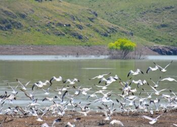 Su tutmaya başlayan baraj kuşlarla şenlendi