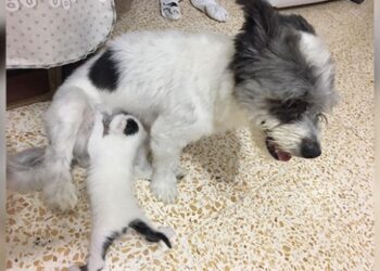 Yavru kediye annelik yapan köpek