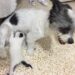 Yavru kediye annelik yapan köpek