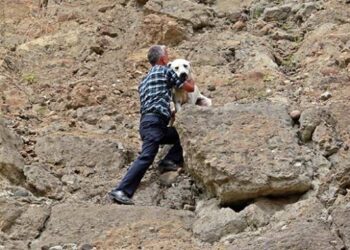 Samsun’da yamaçta mahsur kalan köpek kurtarıldı