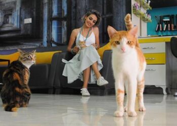 Kuaföründe 15 kediyle birlikte çalışıyor