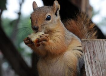 Ormanda buldukları sincap yavrusu ailenin yeni üyesi oldu