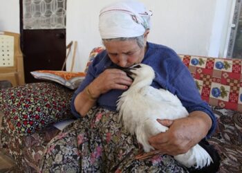 Leylek “Efe”yi anne şefkatiyle büyüttü