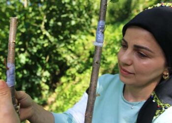 Doğada dolaşıp yabani meyve ağaçlarını aşılıyor