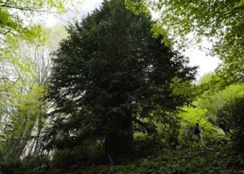 Dünyanın en yaşlı porsuk ağacı Zonguldak’ta