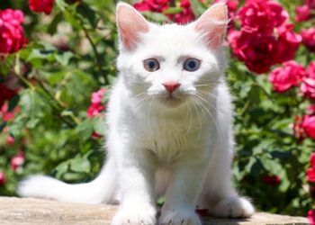 Van kedilerinin işitme problemi olmadığı tespit edildi