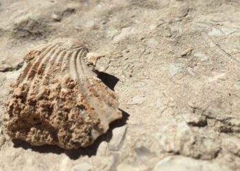 35 milyon yıllık olduğu iddia edilen fosiller incelemeye alındı