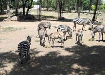 Hayvanat bahçesinde yavru zebra heyecanı