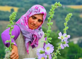 Hatmi çiçeğinin “şifa” yolculuğu