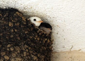 Emniyetin “albino” kırlangıcı