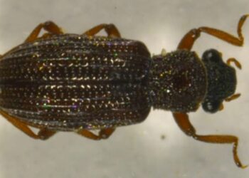 Adıyaman’da yeni bir böcek türü keşfedildi