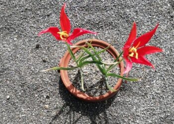 Yitik lale 123 yıl aradan sonra sılaya döndü