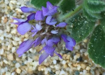 Ayvalık’ta yeni endemik bitki türü bulundu