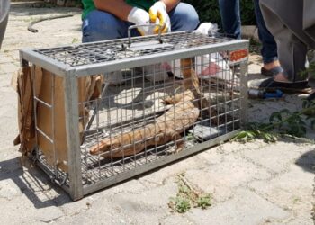 Şanlıurfa’da nesli tükenme tehlikesi altında olan “çöl varanı” bulundu