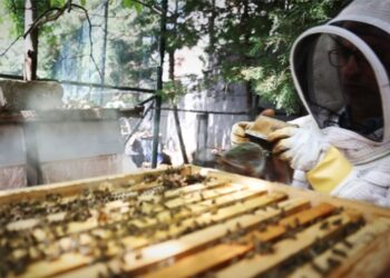 Üniversite kampüsünde arıcılık