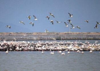 15 bini aşkın flamingo kanat çırpmaya hazırlanıyor