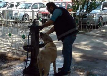 Sıcaktan bunalan köpeğe polis şefkati