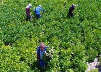 Bozkır topraklarını “şakayık”la tanıştırdılar