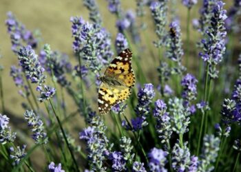 Edirne’nin mor tarlaları